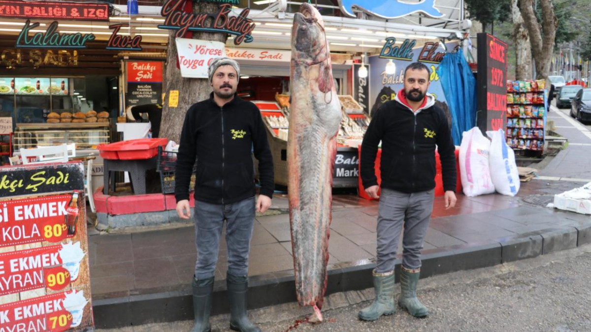 Amasya’da 2 metre boyunda 70 kilo ağırlığında balık tutuldu